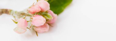 Beyaz arkaplanda elma tomurcukları.