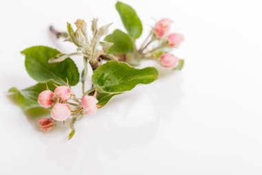 Beyaz arkaplanda elma tomurcukları.