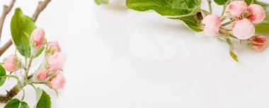 Beyaz arkaplanda elma tomurcukları.