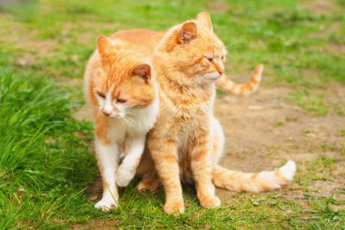 Güzel kırmızı Cats içinde yaz yeşil çimen