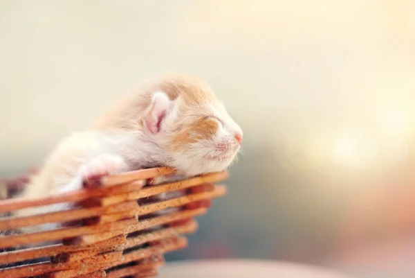 Lindo gatito en la cesta en verano sol — Foto de Stock