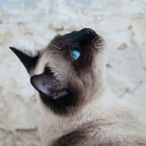 Mooie Siamese rasechte kat — Stockfoto