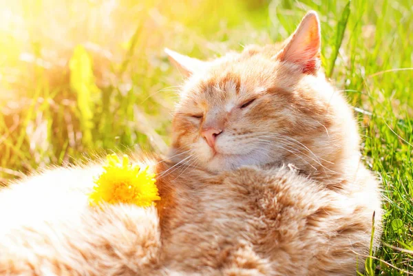 Cat in the Green Grass in Summer