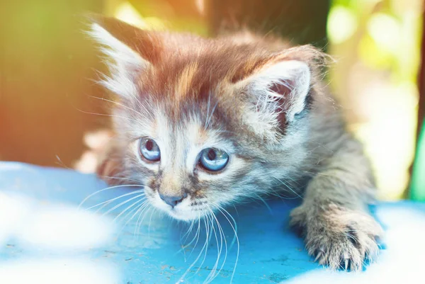 Loaded gestreepte Kitten in het groene gras buitenshuis — Stockfoto