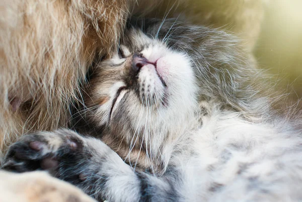 Loaded gestreepte Kitten in het groene gras buitenshuis — Stockfoto