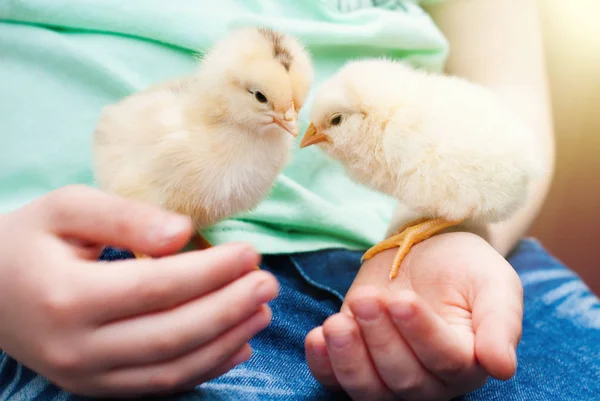 Beetje Chick in handen van de kinderen van baby — Stockfoto
