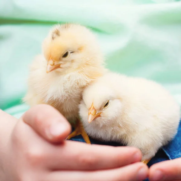 Beetje Chick in handen van de kinderen van baby — Stockfoto