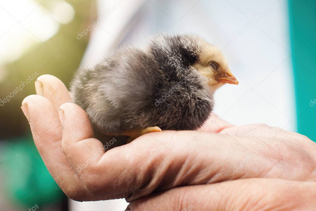 Little baby Chick in Man's Hands