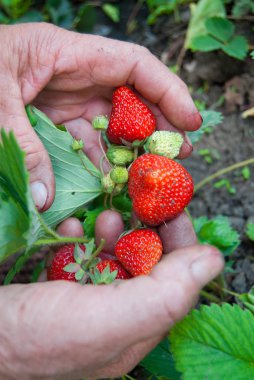 Bahçe işleri - adamın elleri çilek ile 