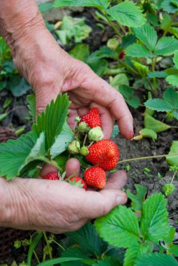 Bahçe işleri - adamın elleri çilek ile 