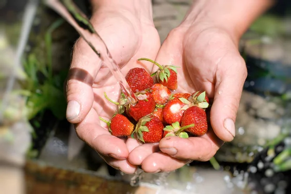 Zahradní práce - ruce muže s jahodou — Stock fotografie