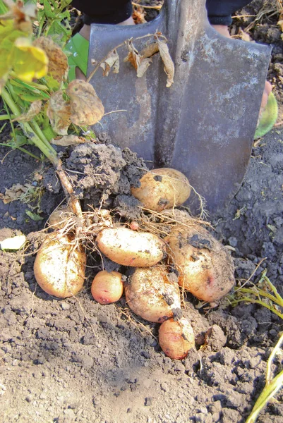 Garden Works - Potatoes Harvest - Gardening — Stock Photo, Image