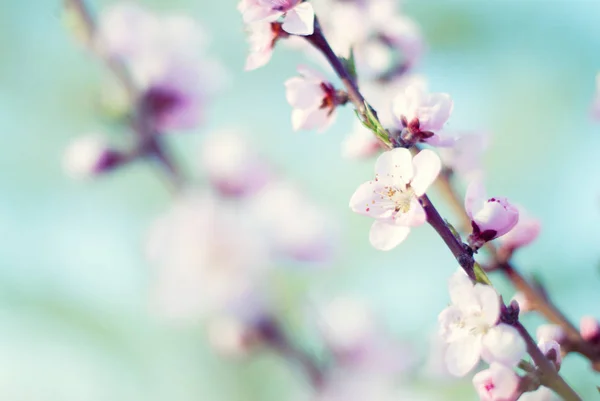 Våren träd blommar bakgrund - natur bakgrund — Stockfoto