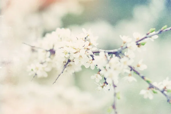 Våren träd blommar bakgrund - — Stockfoto