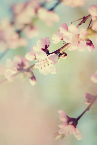Våren träd blommar bakgrund - natur bakgrund — Stockfoto