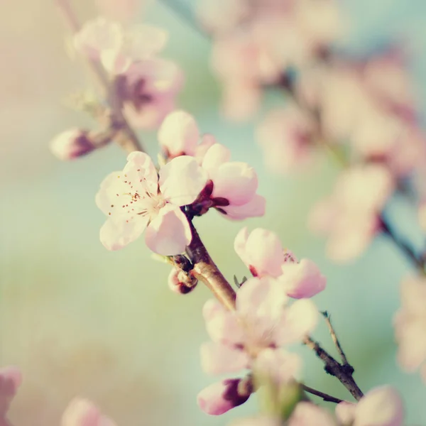 Våren träd blommar bakgrund - natur bakgrund — Stockfoto