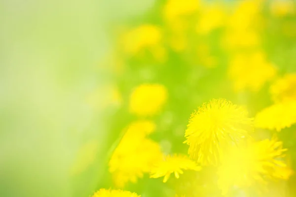 Naturen sommaren bakgrund - gula äng — Stockfoto