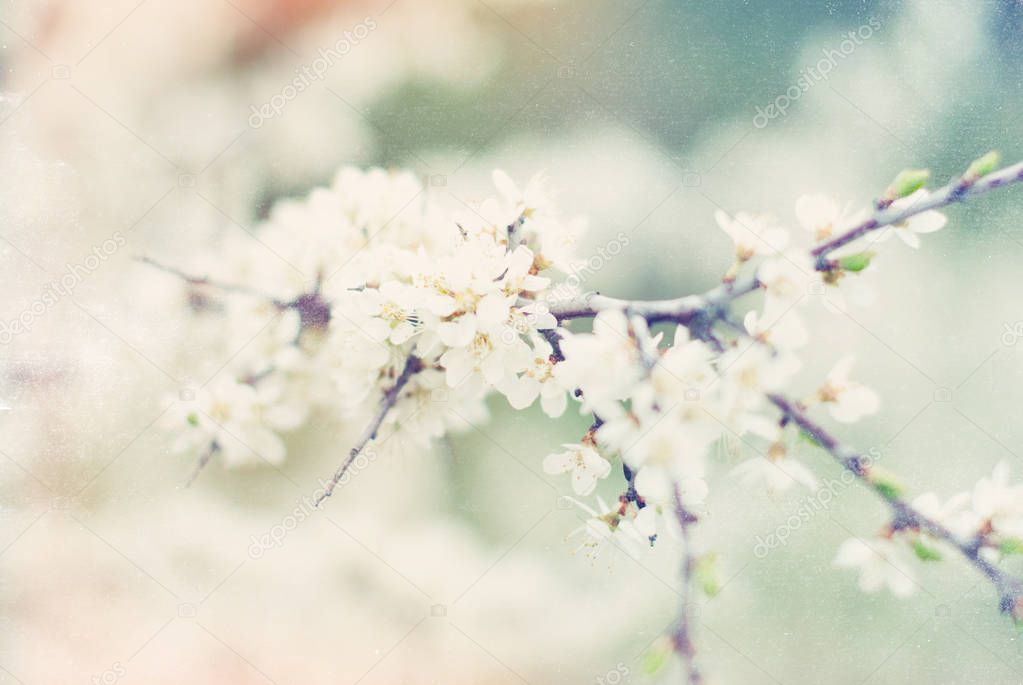 Spring Tree Blossoms Background -