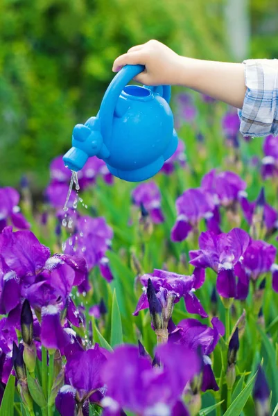 Niño regando flores de iris en el jardín — Foto de Stock