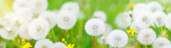 Banner med naturen blommor bakgrund - header webbmall — Stockfoto