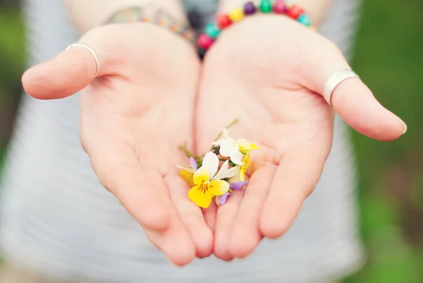 Mãos de mulher com flores violetas — Fotografia de Stock