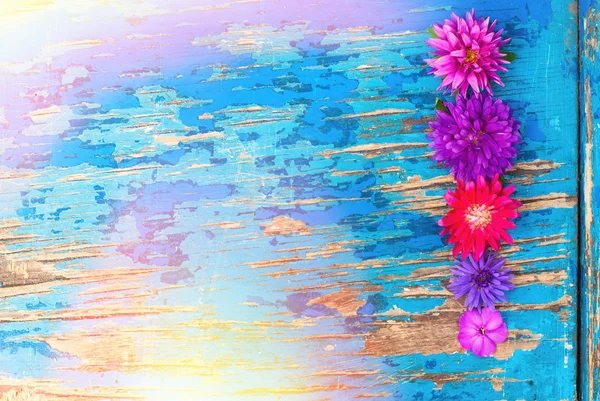Flores brilhantes de vista superior sobre fundo de madeira azul — Fotografia de Stock