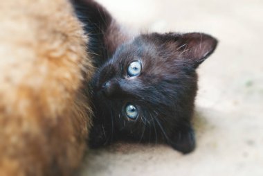 Siyah yalancı yavru kedi - sevimli kedi zevk yaşam açık havada