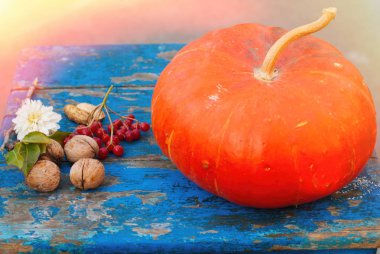 Kabak fındık kartopu ve mavi ahşap arka plan - sonbahar kırsal hasat meyve