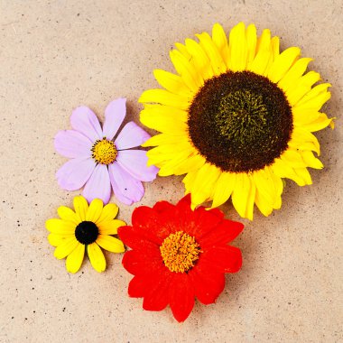 Botanik arka plan - Bahçe çiçek eski kağıt doku