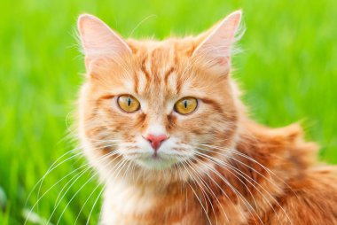 kedi yaz yeşil çimen