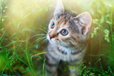 Açık havada yeşil çim de sute çizgili kedi