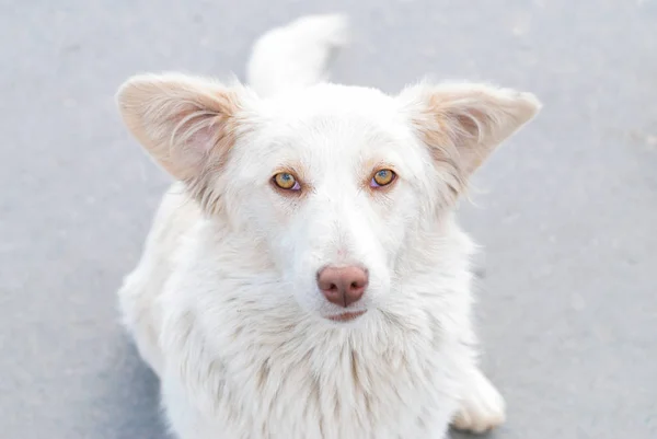 Dog headshot outside — Stock Photo, Image