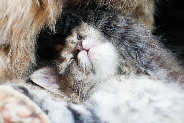 Liegen Kitten - schattige gestreepte kat, genieten van het buitenleven — Stockfoto