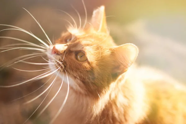 Lindo gato rojo relajándose en los rayos del sol en casa — Foto de Stock