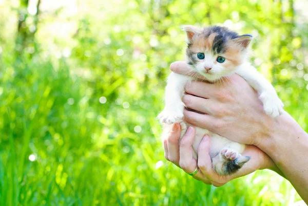 Kitten in the Green Grass in Summer — Stock Photo, Image