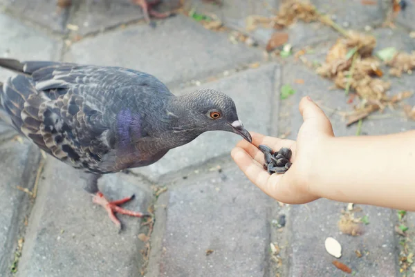 Kid feeding the pigeon. — Stock Photo, Image