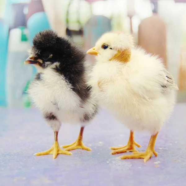 Bebek civcivlerin kırsal kesimde. Sevgi ve bakım