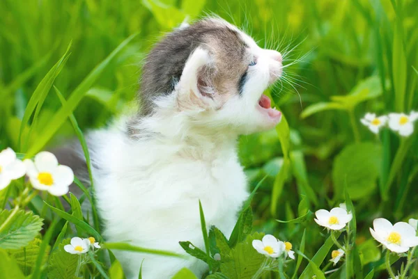 여름에는 푸른 잔디에 고양이 — 스톡 사진