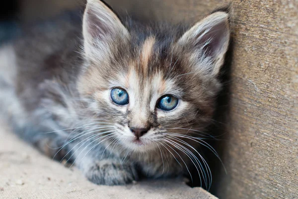 Lilla kattunge utomhus — Stockfoto