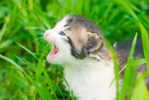 여름에는 푸른 잔디에 고양이 — 스톡 사진
