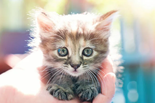 Kleine Kitten in handen van de kid's buiten — Stockfoto
