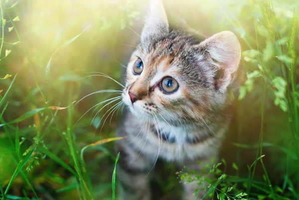 Sute rayas gatito en el verde hierba al aire libre — Foto de Stock