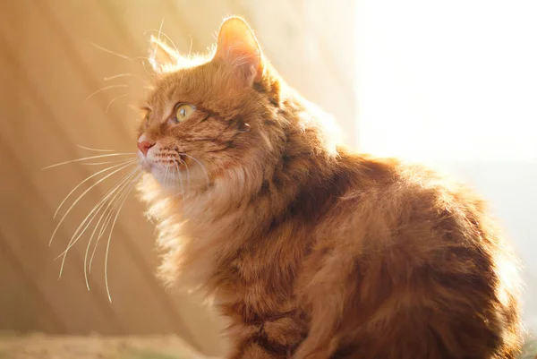 Lindo gato rojo relajándose en los rayos del sol en casa —  Fotos de Stock