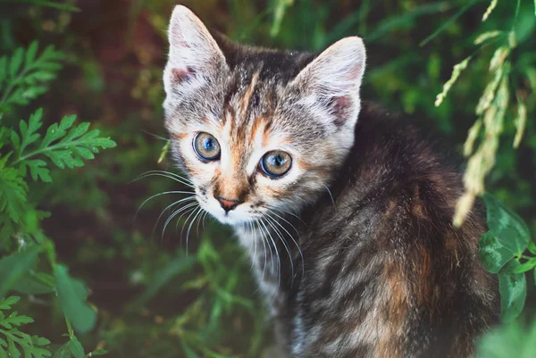 Sute rayas gatito en el verde hierba al aire libre —  Fotos de Stock