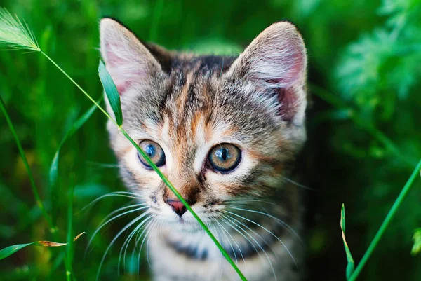 Loaded gestreepte Kitten in het groene gras buitenshuis — Stockfoto