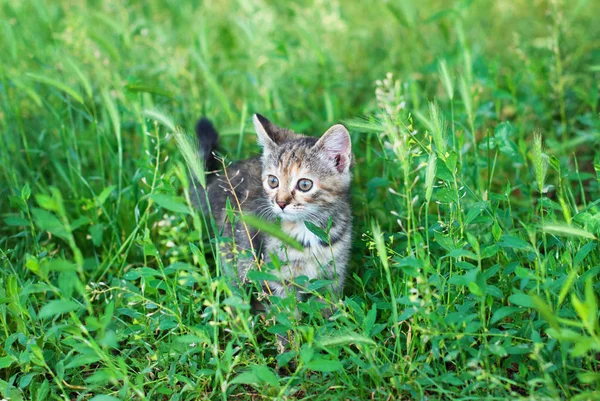 Sute rayas gatito en el verde hierba al aire libre —  Fotos de Stock