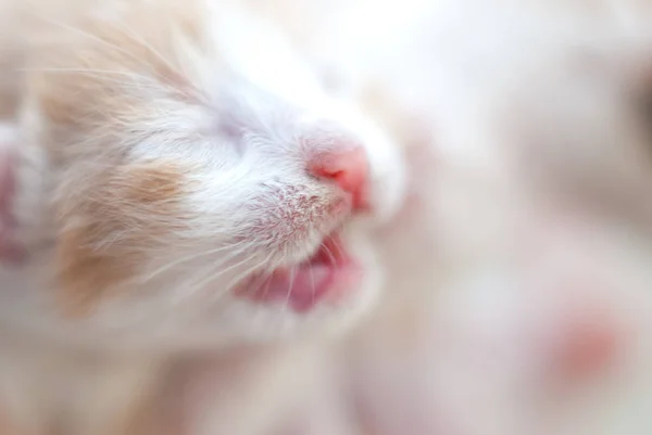 Söt kattunge i korgen i sommarvärmen — Stockfoto
