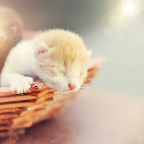 Lindo gatito en la cesta en verano sol — Foto de Stock