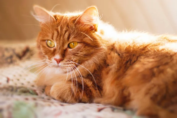 Sevimli kırmızı kedi evde güneş ışınları rahatlatıcı