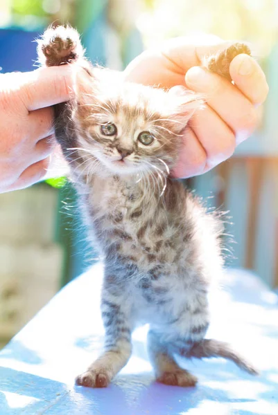 Cute Kitten in Sunshine in Summer Outdoor — Stock Photo, Image